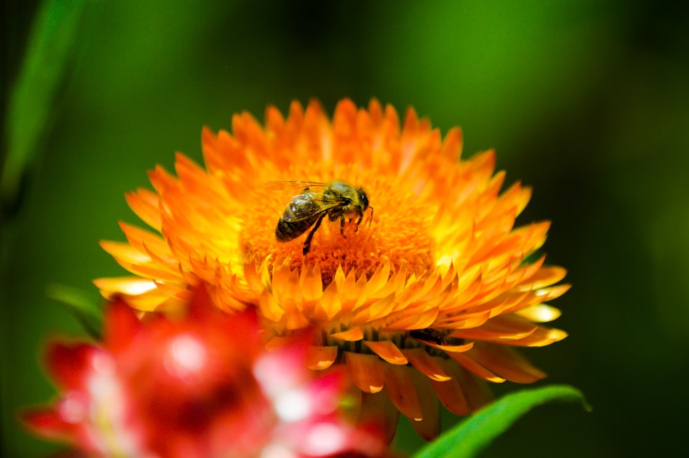 a bee is sitting on a bright orange flower