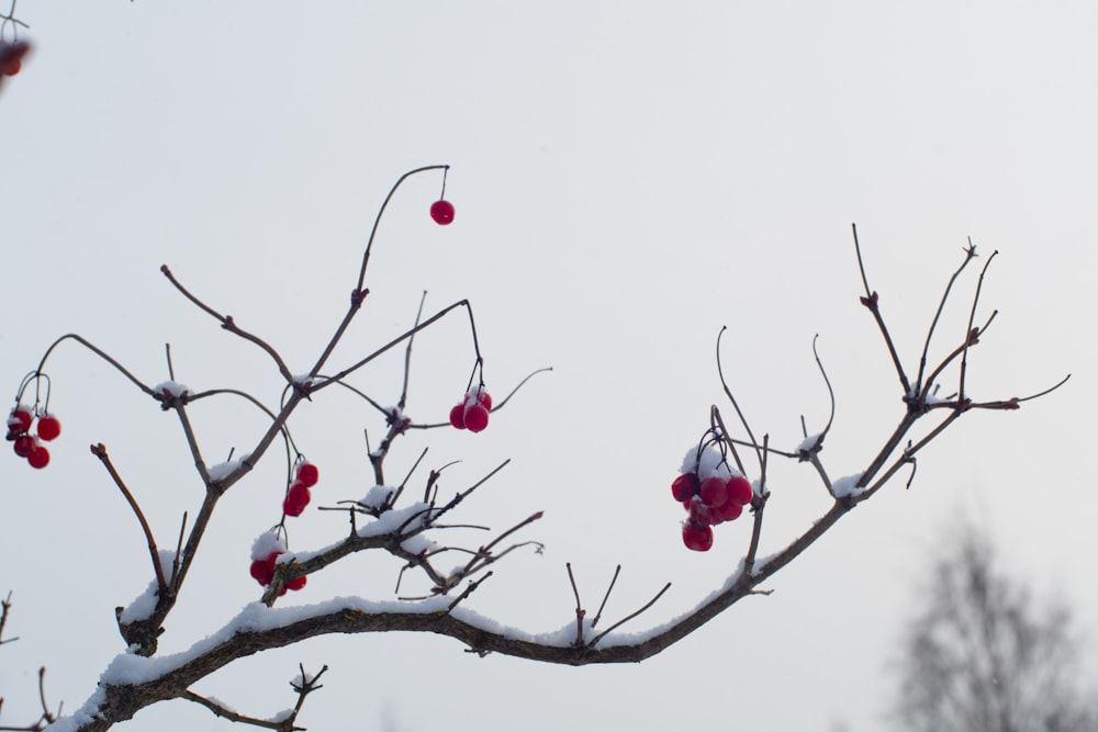 un arbre avec des baies dessus couvert de neige