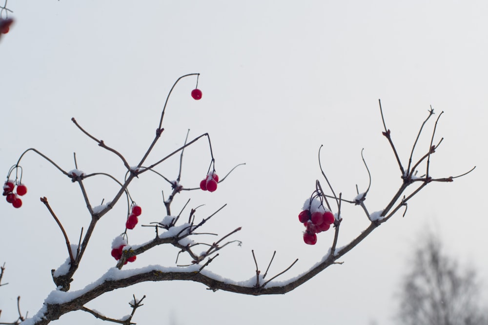 a tree with berries on it covered in snow