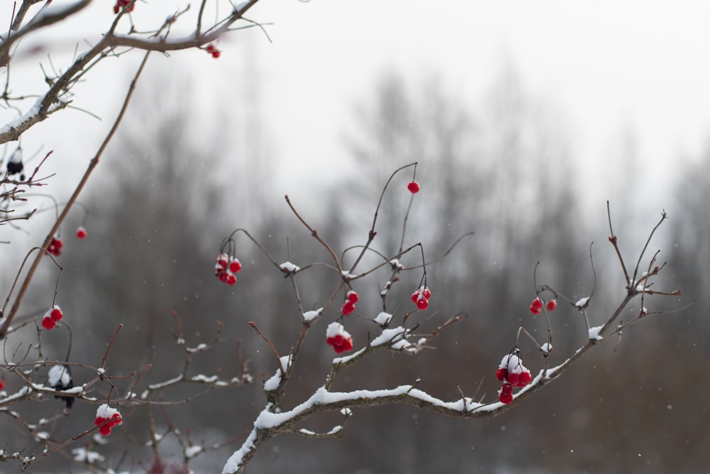 a branch with red berries and snow on it