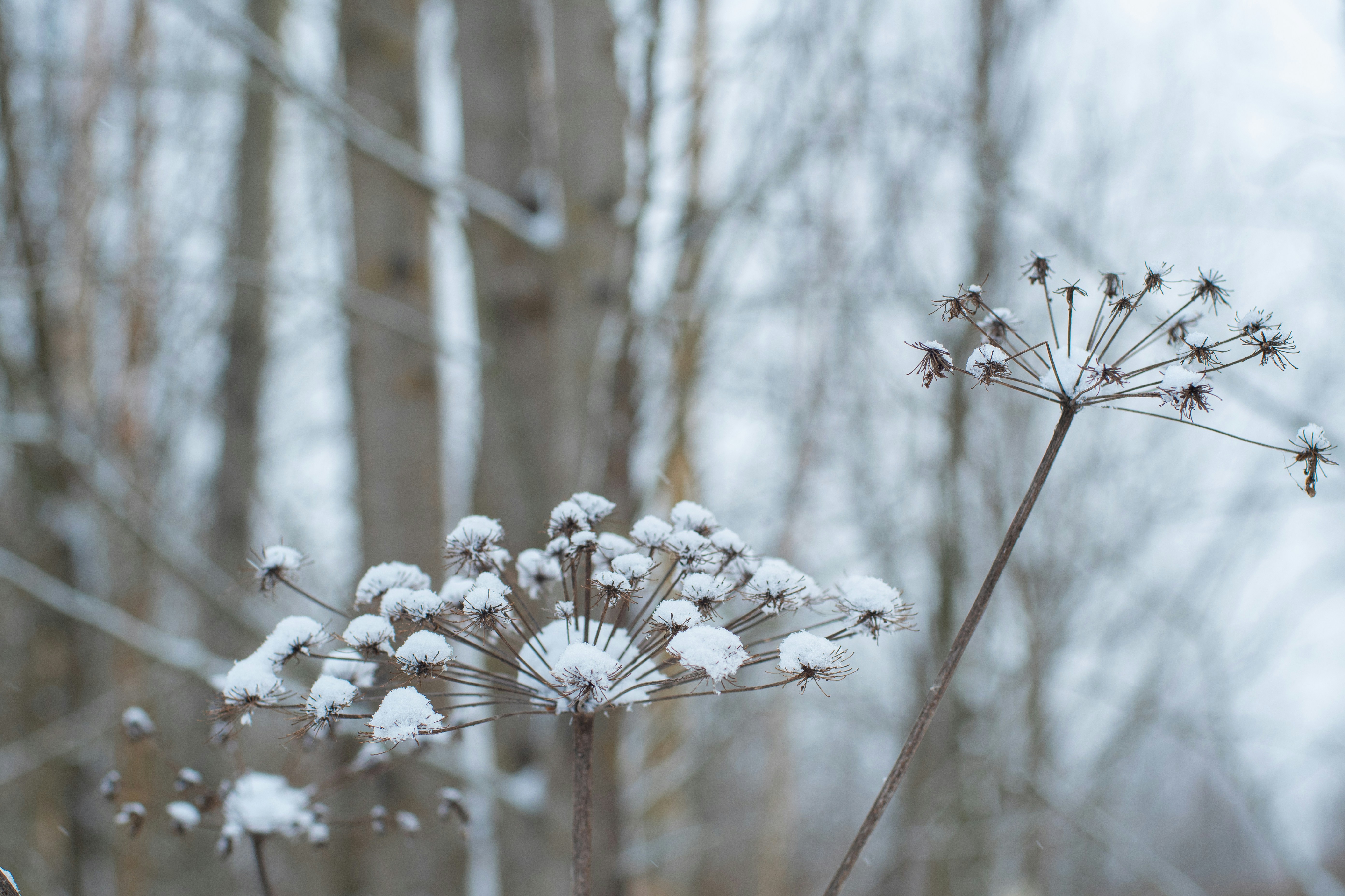 Photo by nataliaraylenegusakova