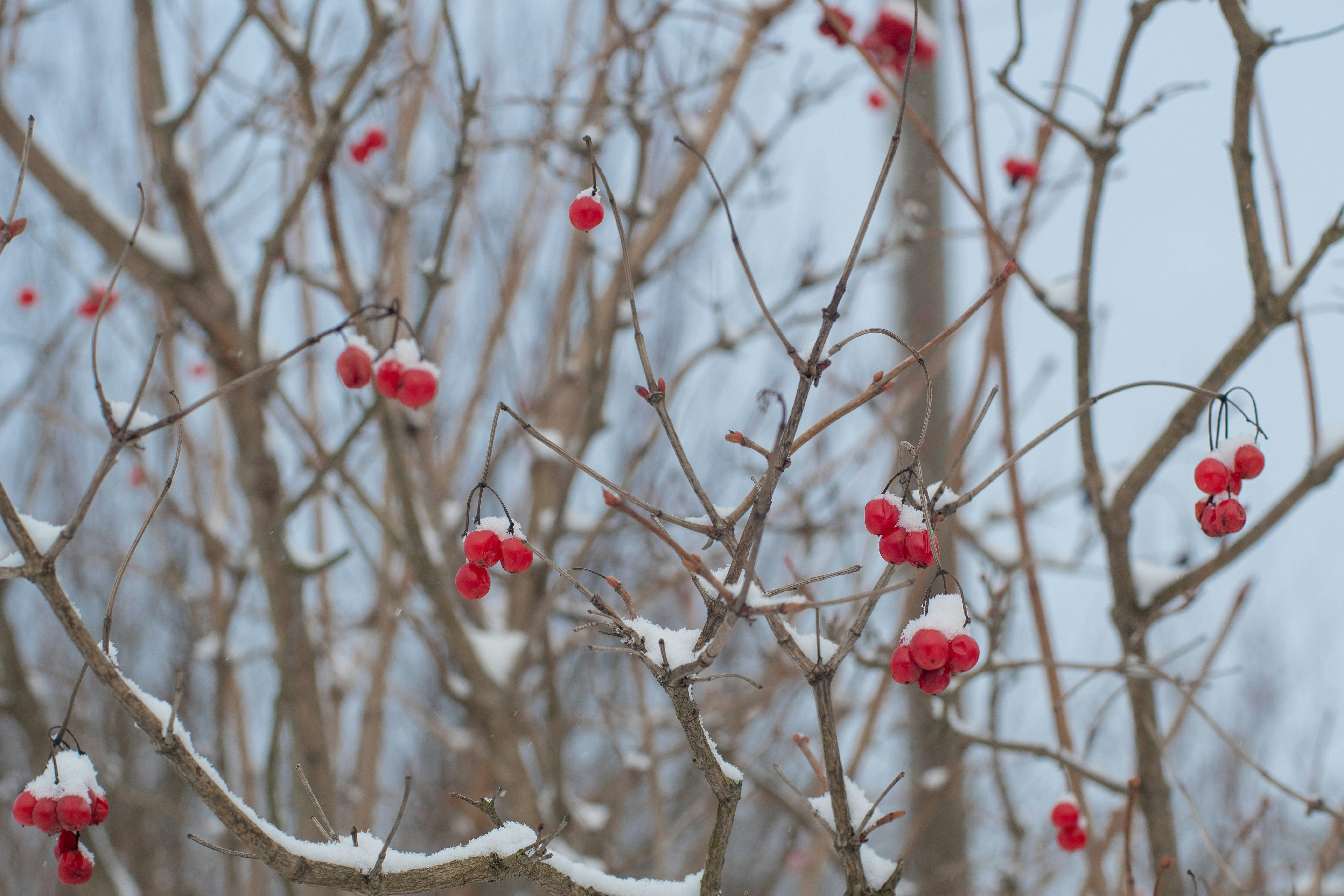 Photo by nataliaraylenegusakova