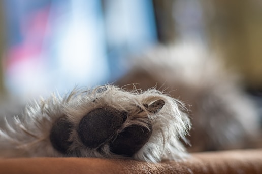 A close-up of a furry animal paw resting on a soft surface, with focus on the textured paw pad. The background is blurred with soft colors, creating a depth of field effect.