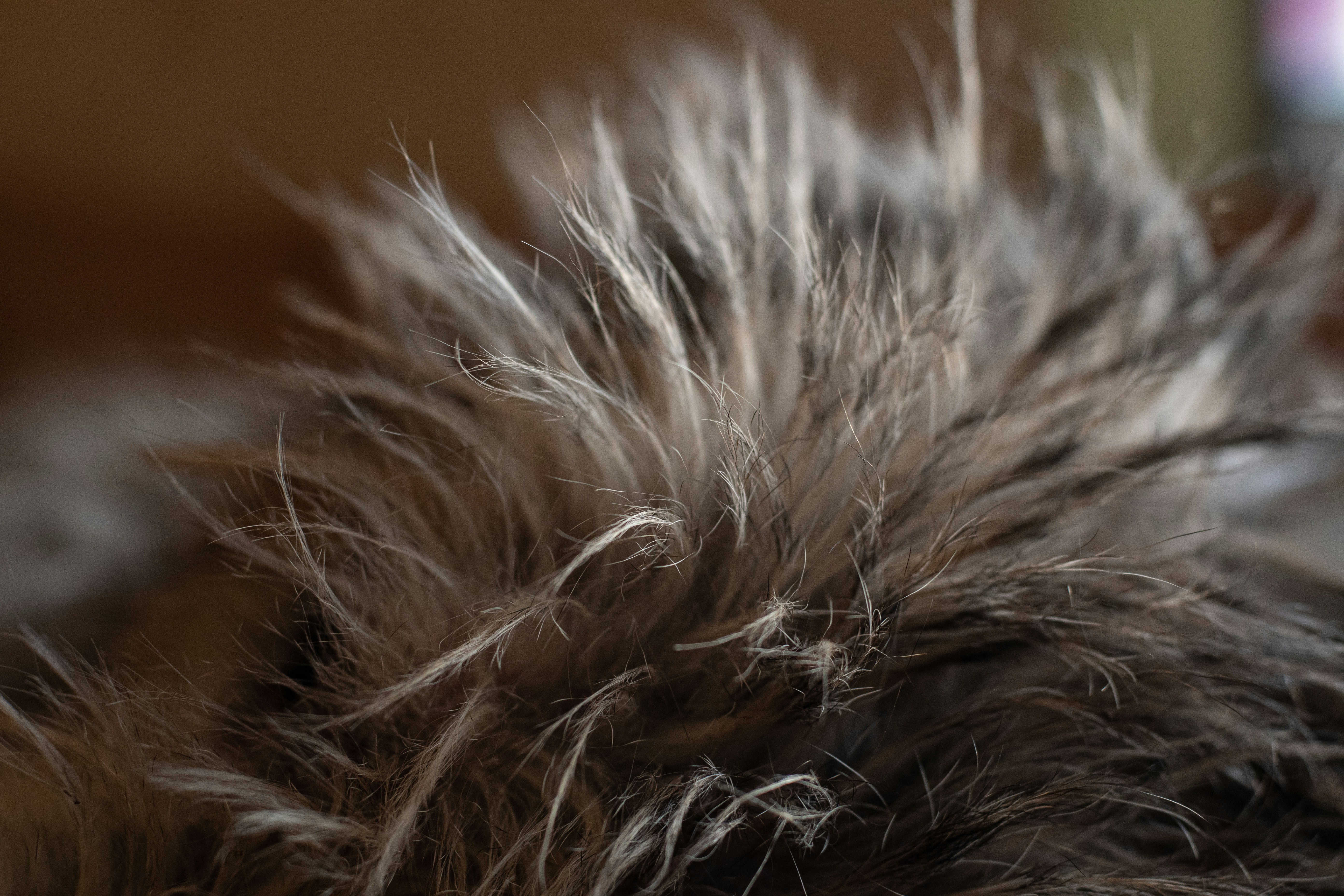 Opossum fur