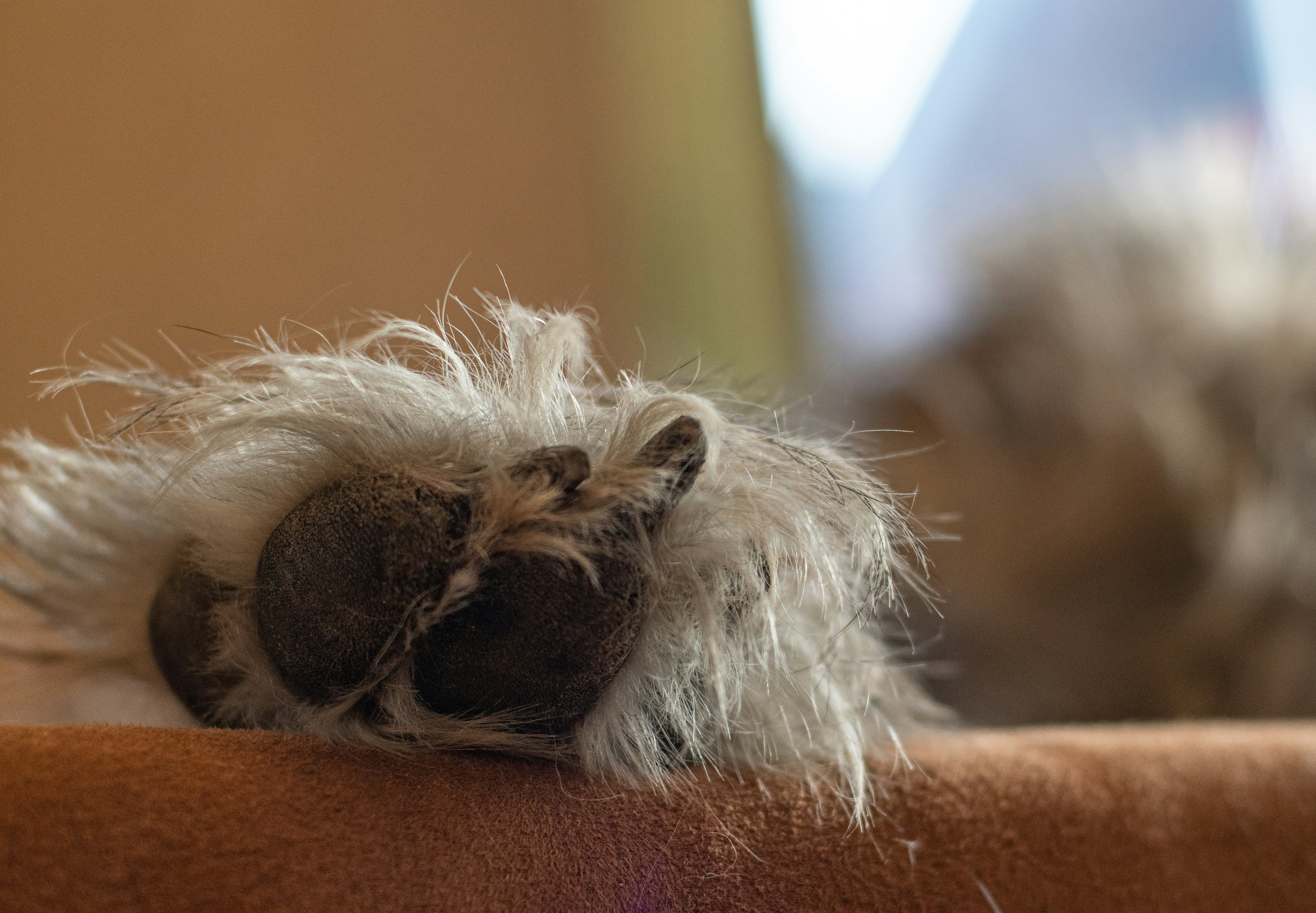 a cat laying on top of a couch next to a window