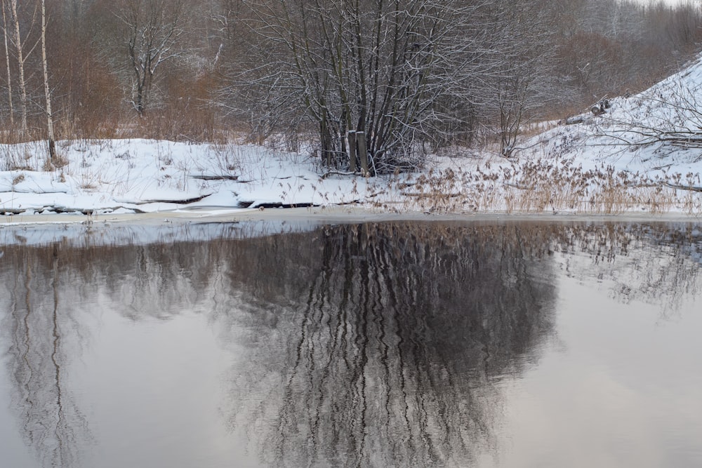 a body of water surrounded by snow covered trees