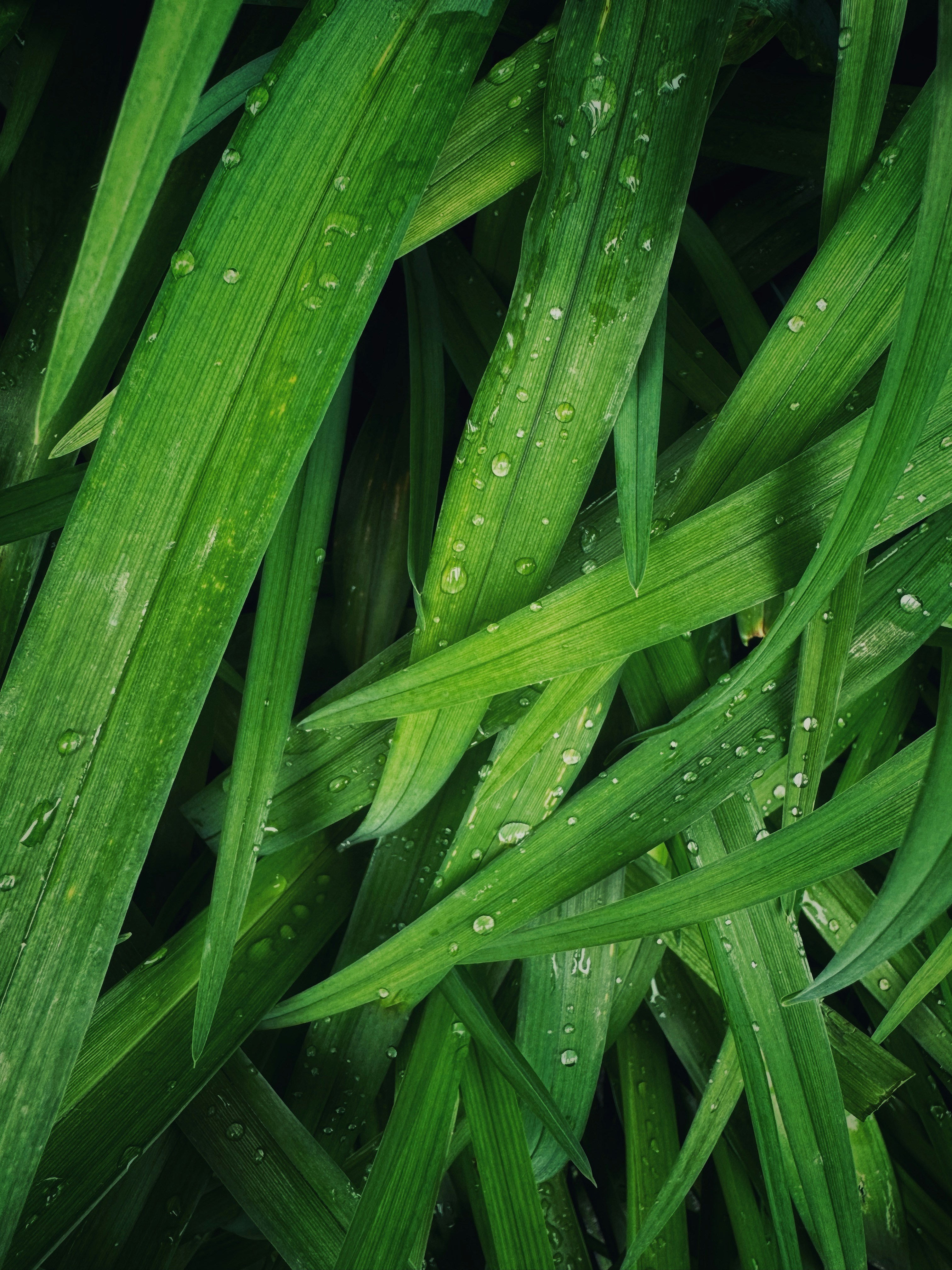 Purelia Turf Cleaner