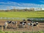 a herd of cattle standing on top of a dirt field