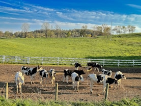 a herd of cattle standing on top of a dirt field