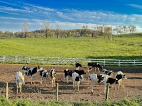 a herd of cattle standing on top of a dirt field