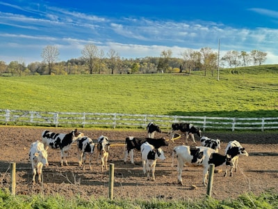 a herd of cattle standing on top of a dirt field