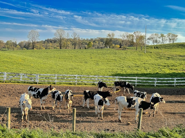 a herd of cattle standing on top of a dirt field
