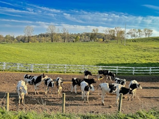 a herd of cattle standing on top of a dirt field