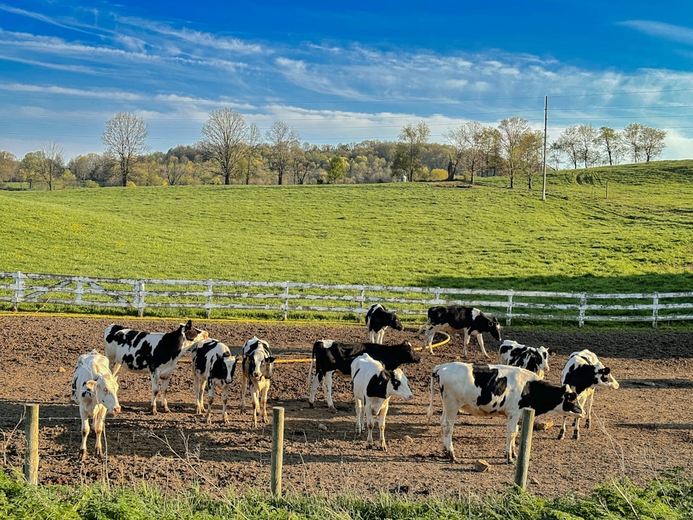 Una manada de ganado de pie en la cima de un campo de tierra