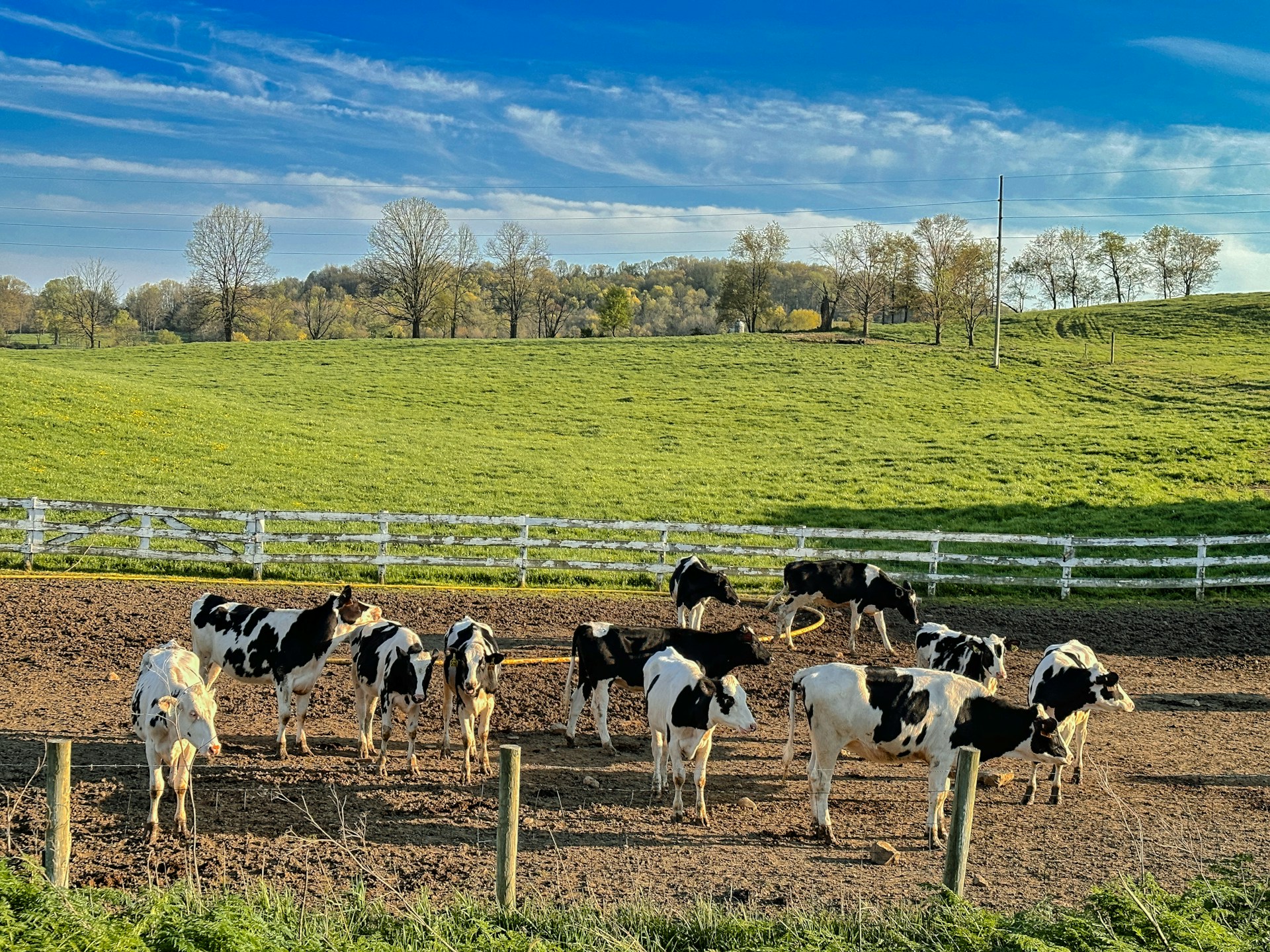 a herd of cattle standing on top of a dirt field