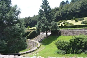 A scenic outdoor landscape featuring a variety of green trees and shrubs. A large tree stands prominently in the center, surrounded by well-manicured bushes and grass. Stone steps lead upwards, flanked by stone walls, creating a structured garden layout. The background is filled with a dense forest of evergreens.