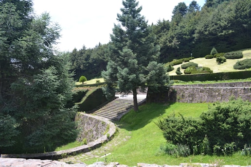 A scenic outdoor landscape featuring a variety of green trees and shrubs. A large tree stands prominently in the center, surrounded by well-manicured bushes and grass. Stone steps lead upwards, flanked by stone walls, creating a structured garden layout. The background is filled with a dense forest of evergreens.