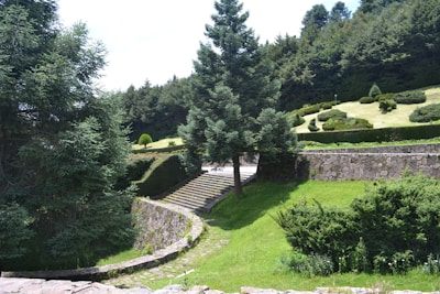 A scenic outdoor landscape featuring a variety of green trees and shrubs. A large tree stands prominently in the center, surrounded by well-manicured bushes and grass. Stone steps lead upwards, flanked by stone walls, creating a structured garden layout. The background is filled with a dense forest of evergreens.