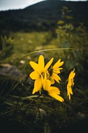 Yellow wildflowers are prominently displayed in the foreground against a blurred background of greenery and a distant, softly-focused mountain.