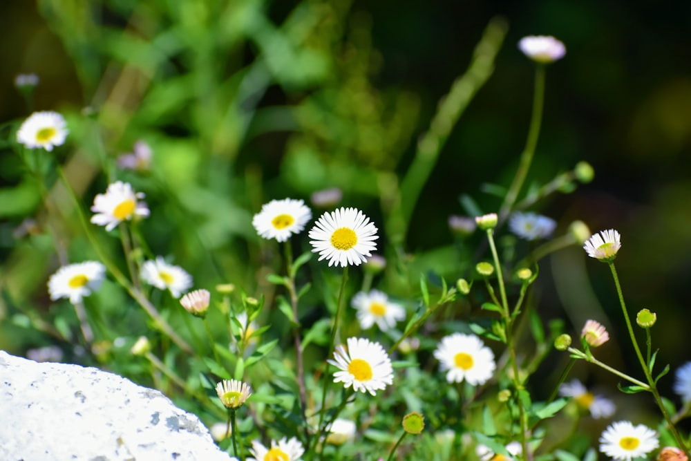 a bunch of daisies growing out of a rock