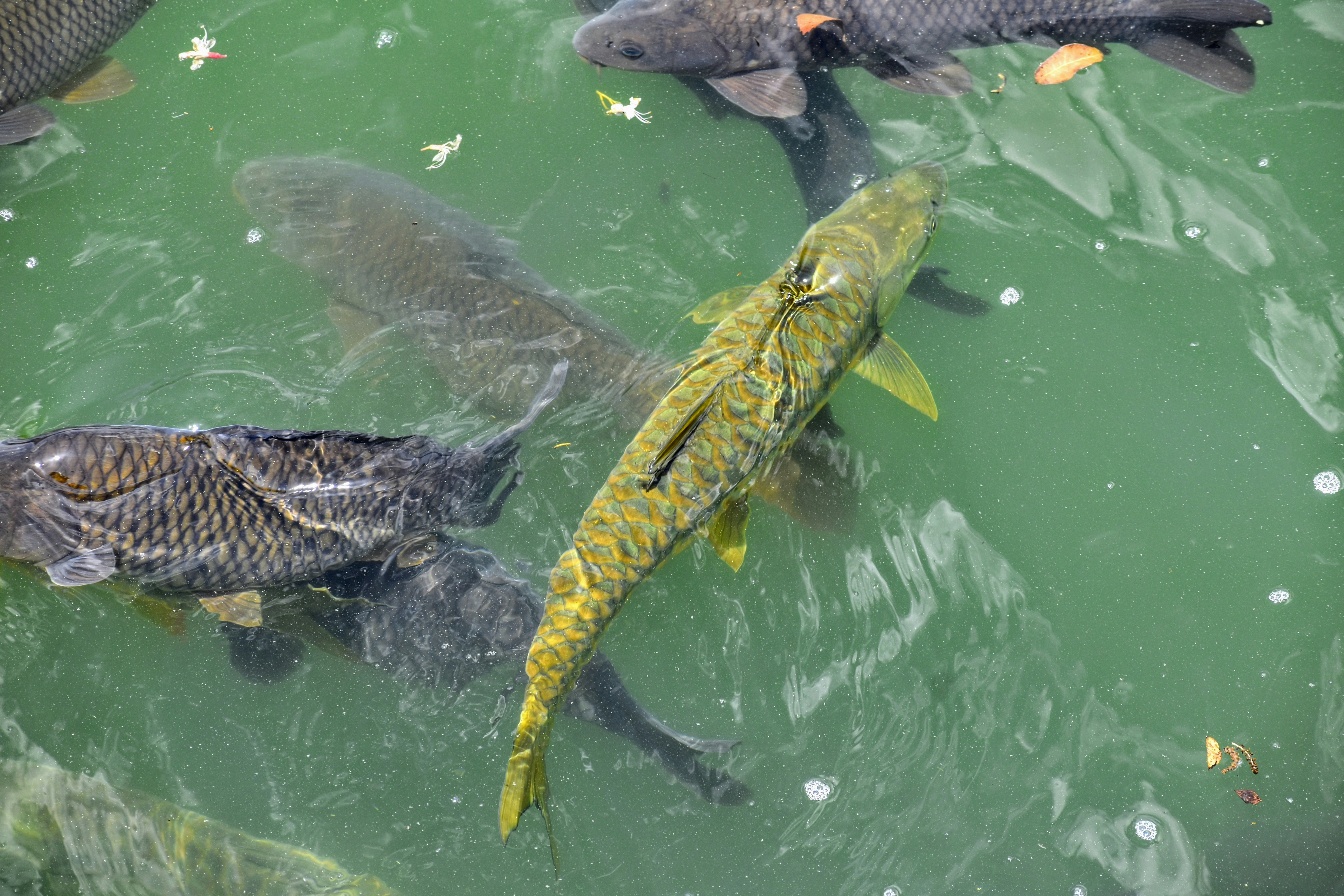 a group of fish swimming in a pond