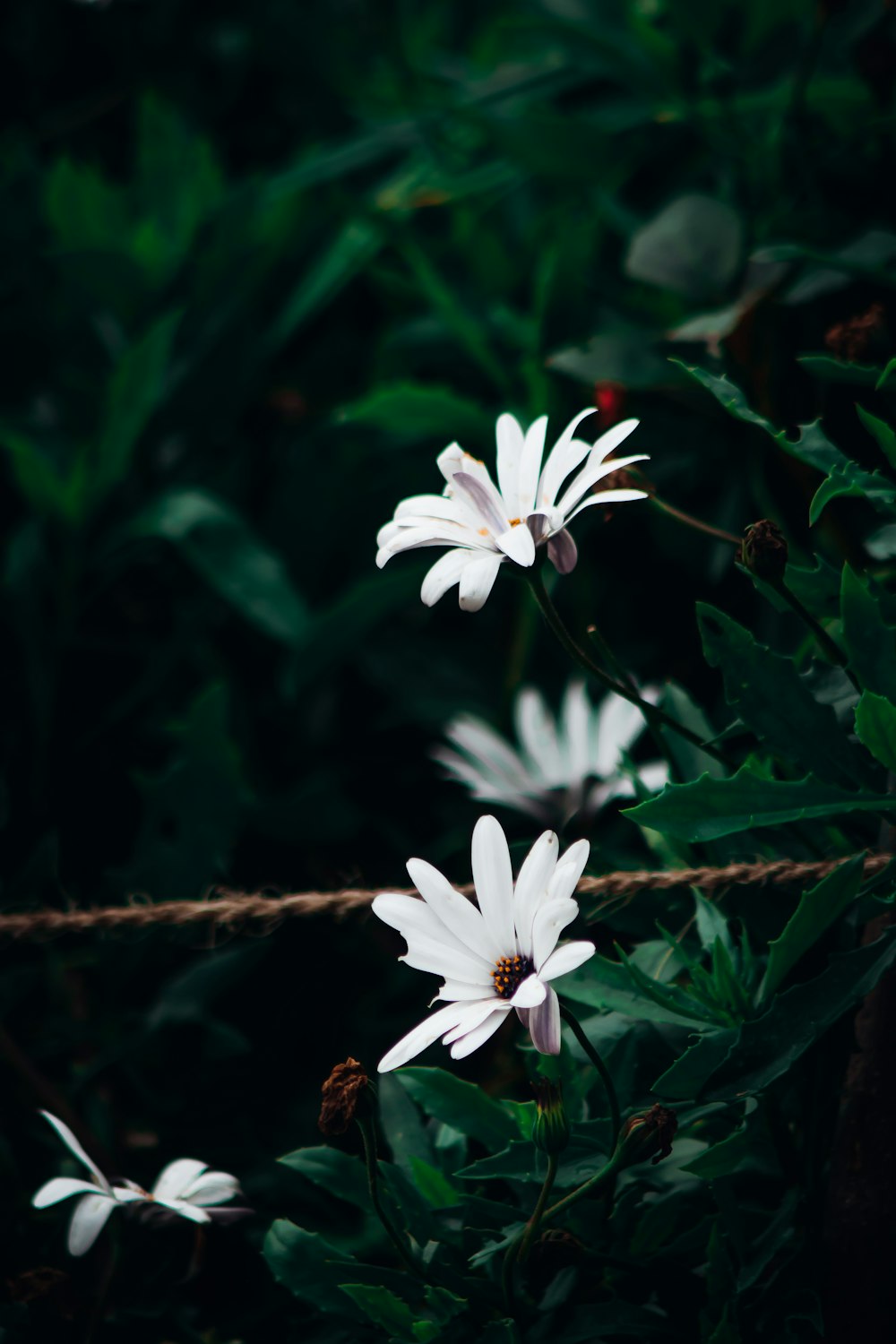 a group of white flowers sitting on top of a lush green field