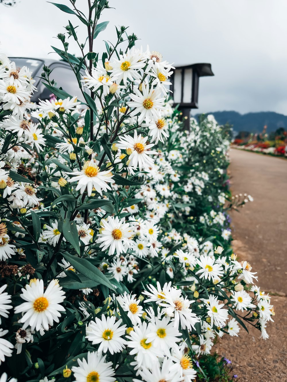 a field of white flowers next to a road