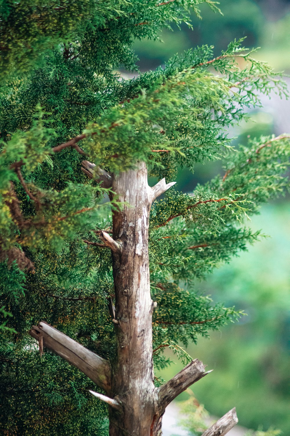 a tree that has fallen down in the forest