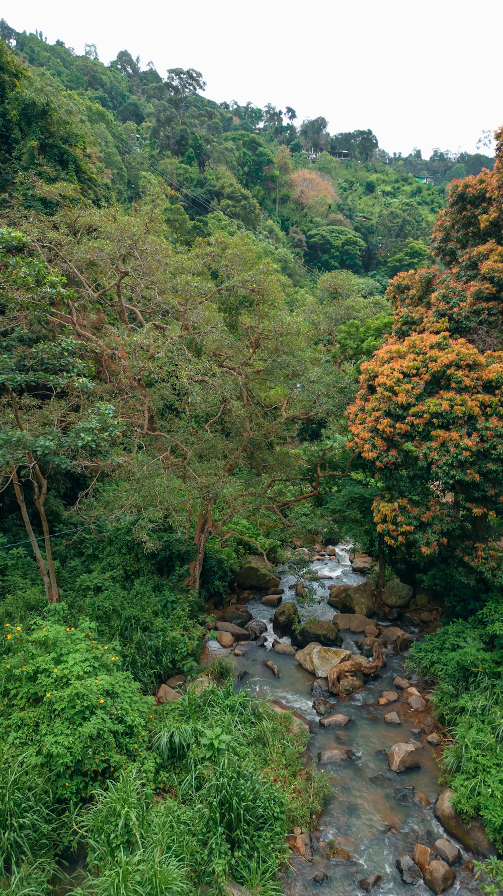 a river running through a lush green forest