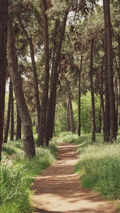 A winding dirt path meanders through a lush, green forest. Tall, slender trees with dense foliage create a canopy overhead, casting dappled shadows on the path. The undergrowth is rich with grass and small plants, enhancing the sense of serenity and seclusion.