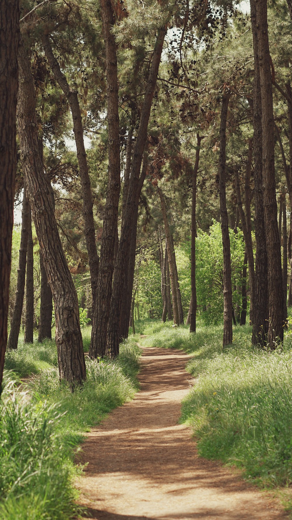 a dirt road in the middle of a forest