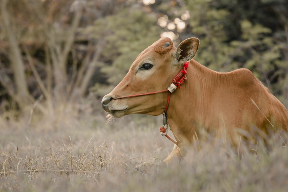 a brown cow with a red halter in a field