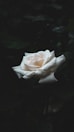 a white rose with water droplets on it