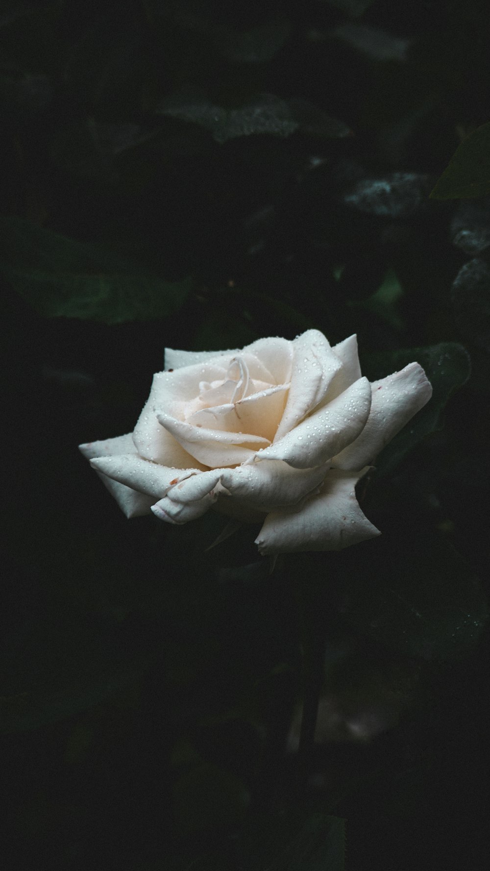 una rosa bianca con gocce d'acqua su di essa