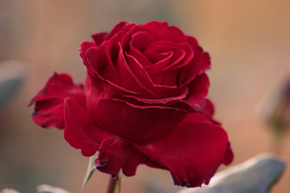 a close up of a single red rose