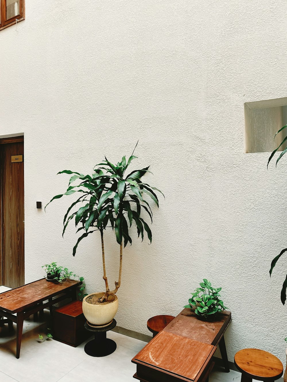 a potted plant sitting on top of a wooden table