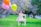 A young child wearing a floral dress stands on a small wooden chair in a grassy park, joyfully reaching for a cluster of colorful balloons. The background is a blur of trees and a pathway, suggesting a peaceful outdoor setting.
