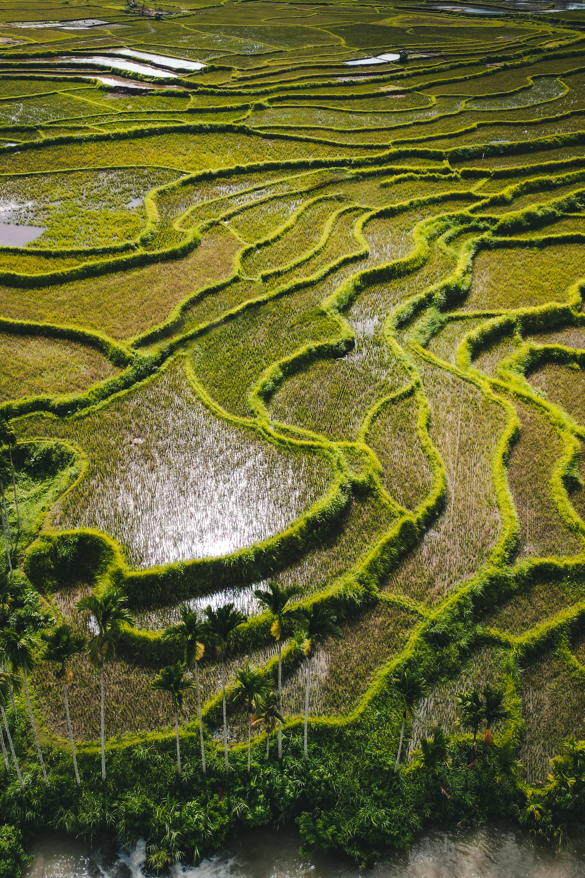 Aerial view of a green rice paddy field