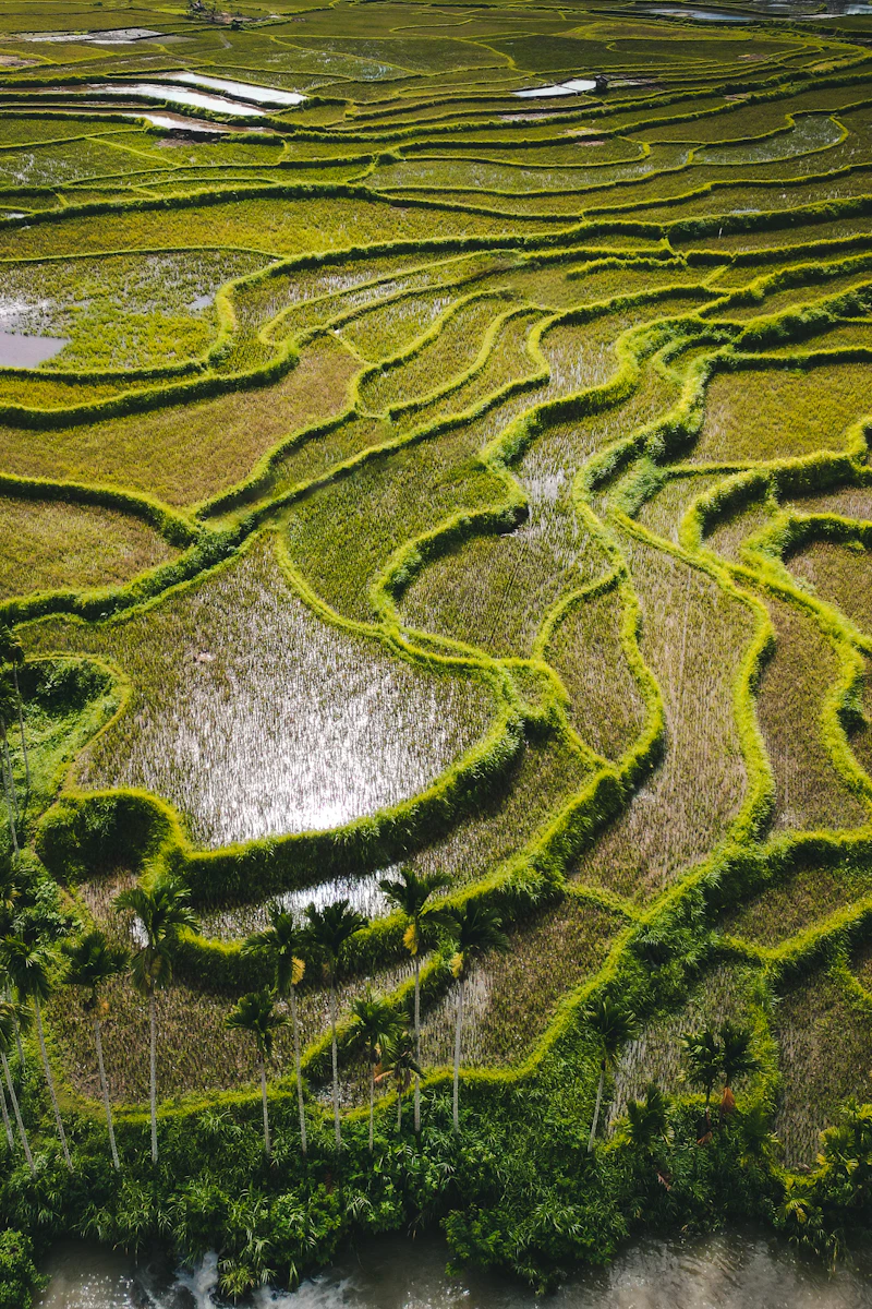 Aerial view of a green rice paddy field