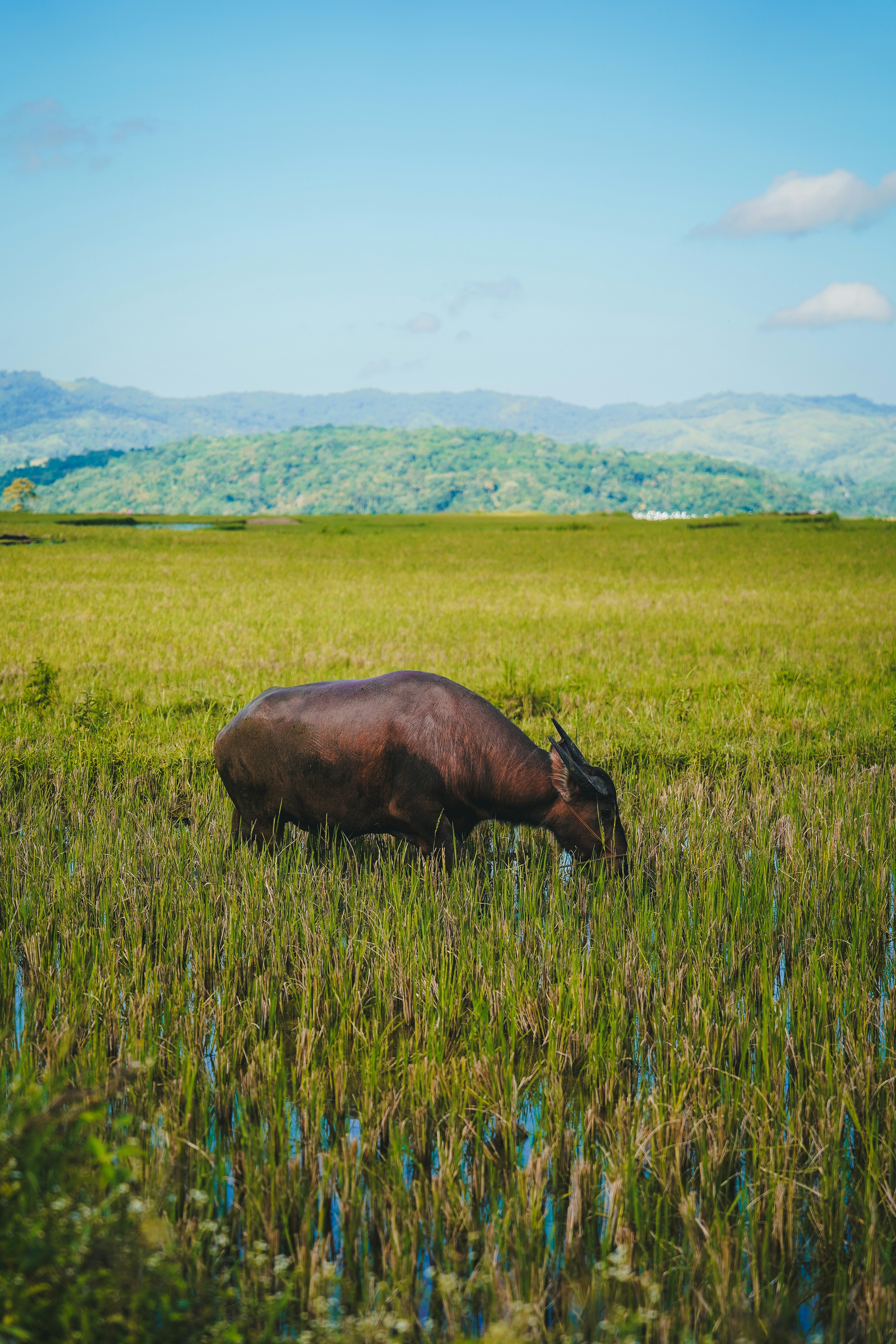 Photo by kevin_charit