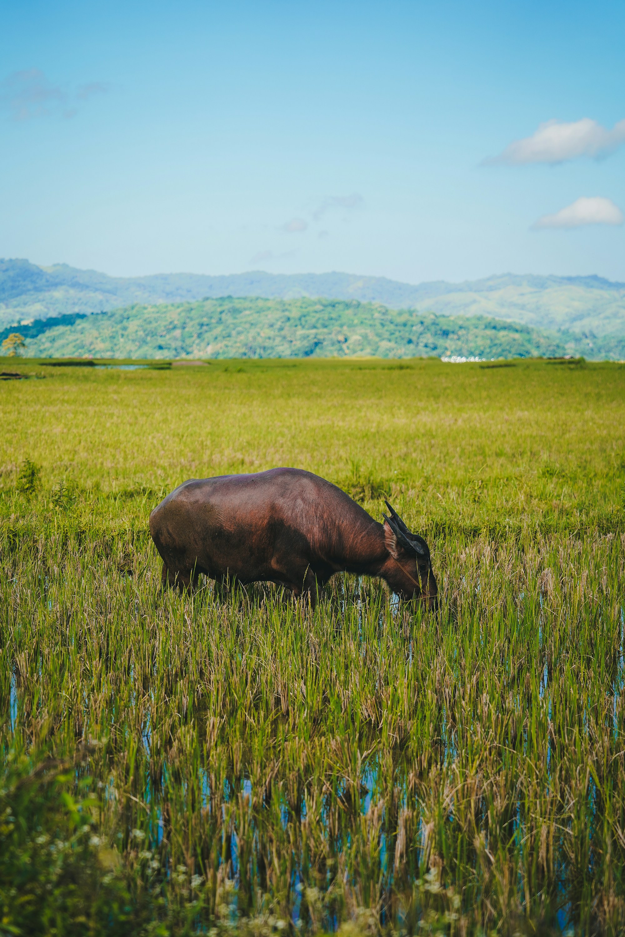 What to See in Sumba: Travel Guide & Tips