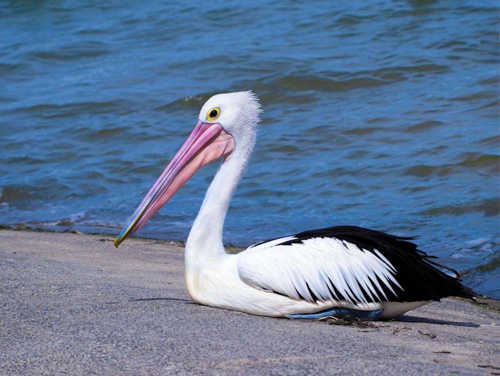 a large white and black bird with a long beak