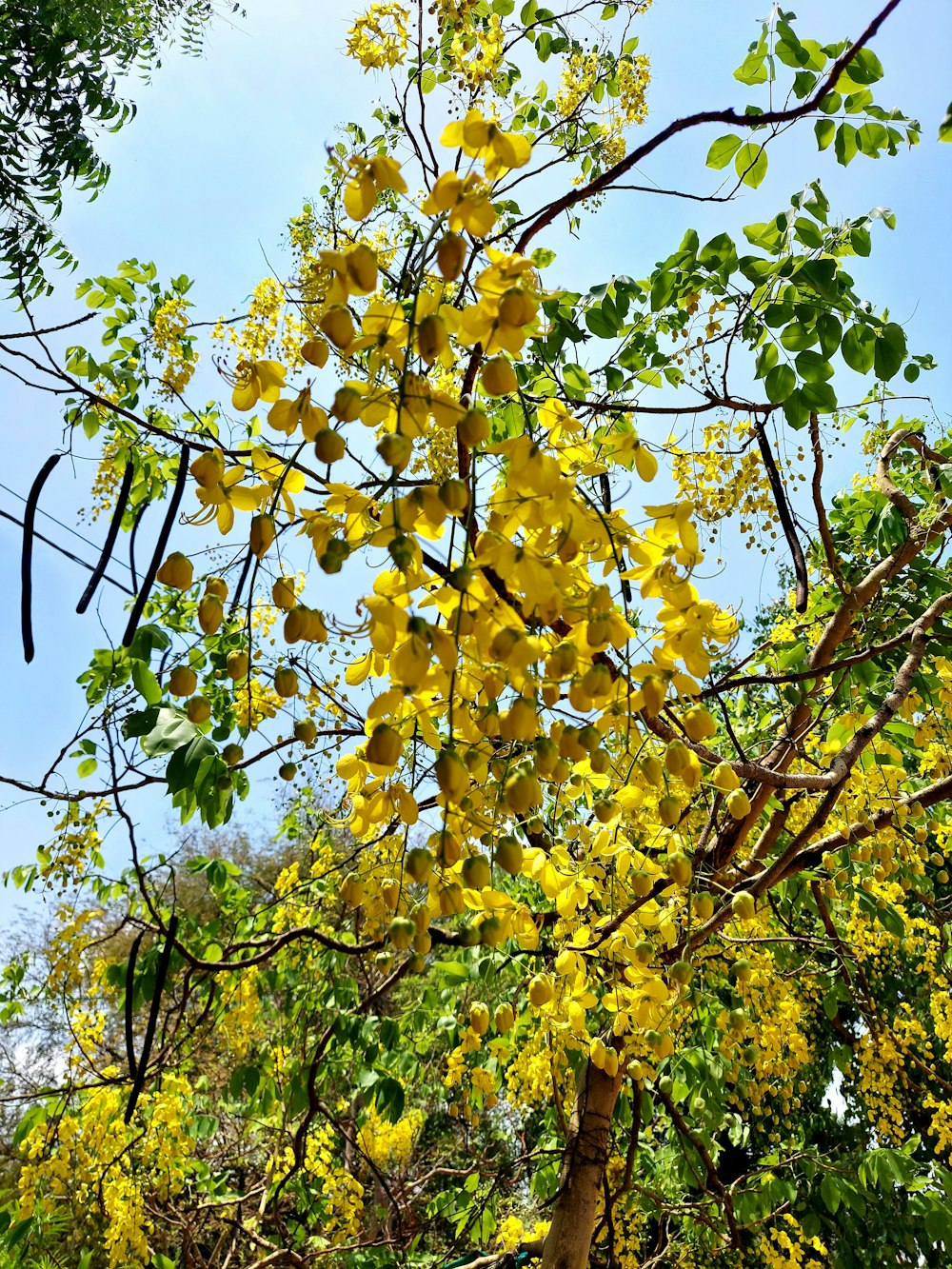 a tree with yellow flowers and green leaves