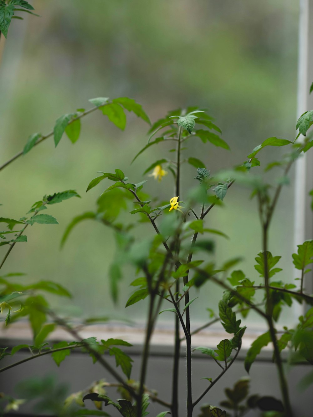 a plant with a yellow flower in front of a window