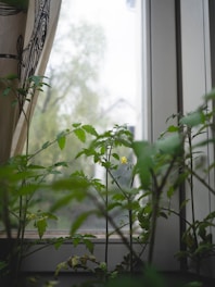 Tall green plants with slender stems and small leaves stand indoors by a window. The curtain on the left features a monochrome design. A blurred view of foliage and a building is visible outside, creating a serene and natural ambiance.