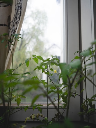 Tall green plants with slender stems and small leaves stand indoors by a window. The curtain on the left features a monochrome design. A blurred view of foliage and a building is visible outside, creating a serene and natural ambiance.