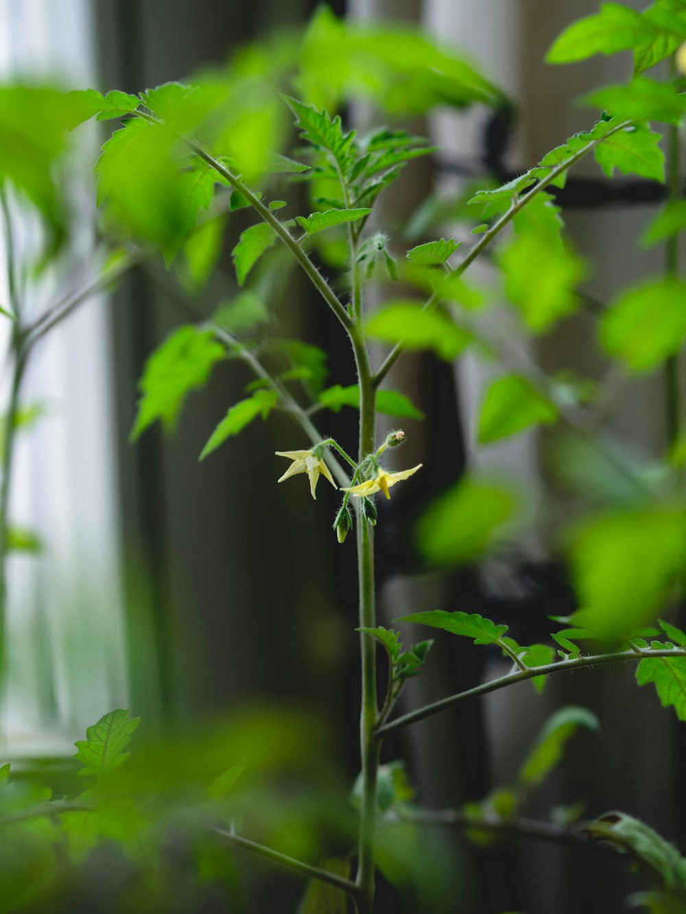 a close up of a plant with green leaves