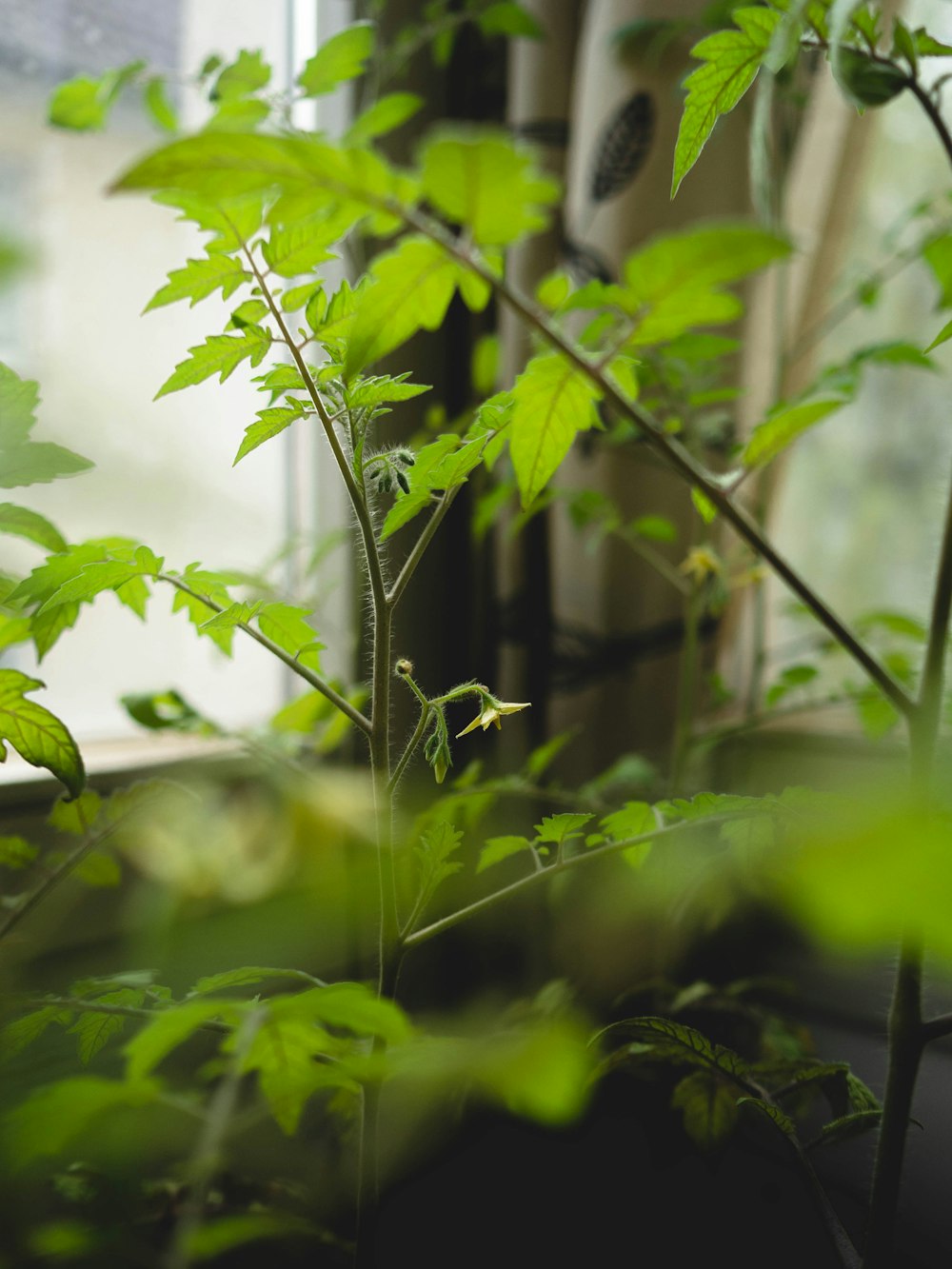 a window sill with a plant in the foreground