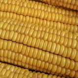 Close-up of corn kernels being inspected for quality.