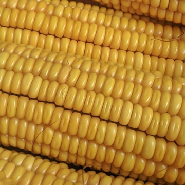 Close-up of corn kernels being inspected for quality.